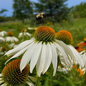 Elsie's Echinacea Mix