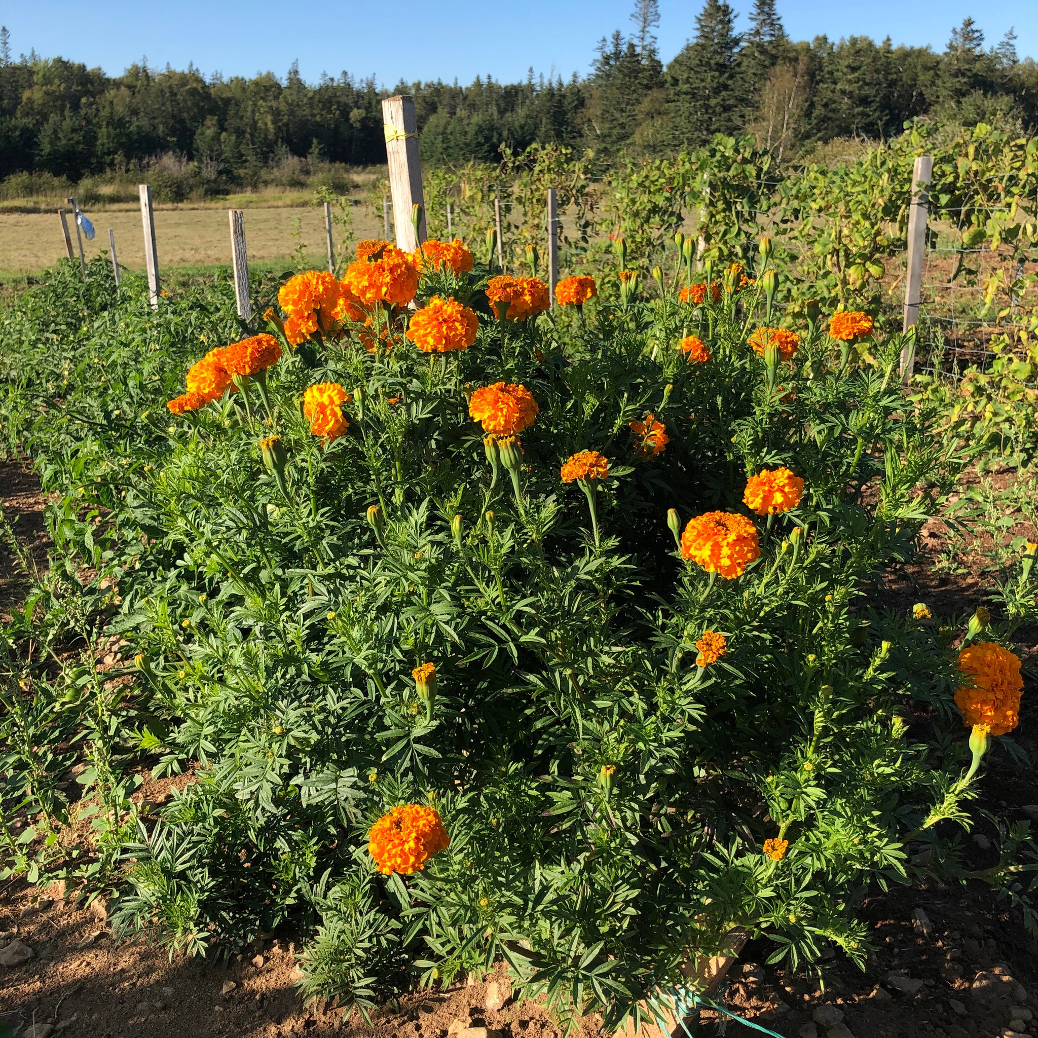 Crackerjack Marigold Mix – Revival Seeds