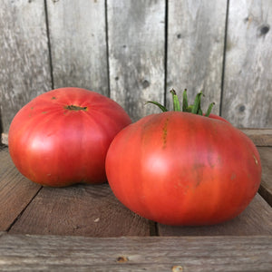 Flin Flon Tomato