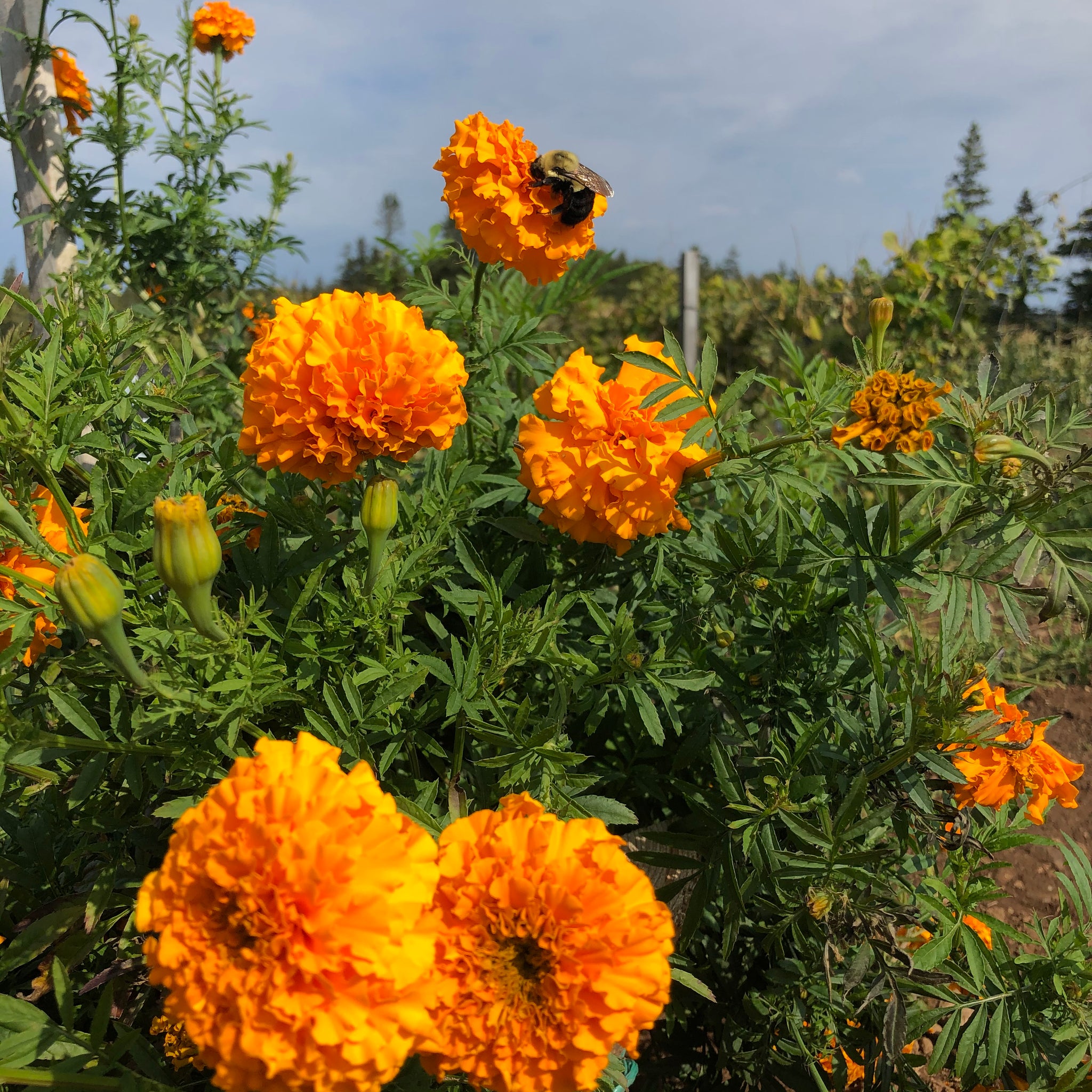 Crackerjack Marigold Mix – Revival Seeds