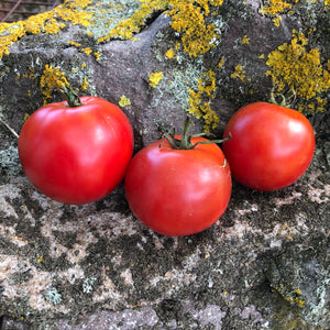 Bison Tomato