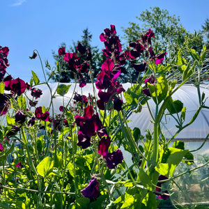 Uncle Alec's Black Knight Sweet Pea