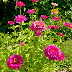 Baba's Giant Zinnia