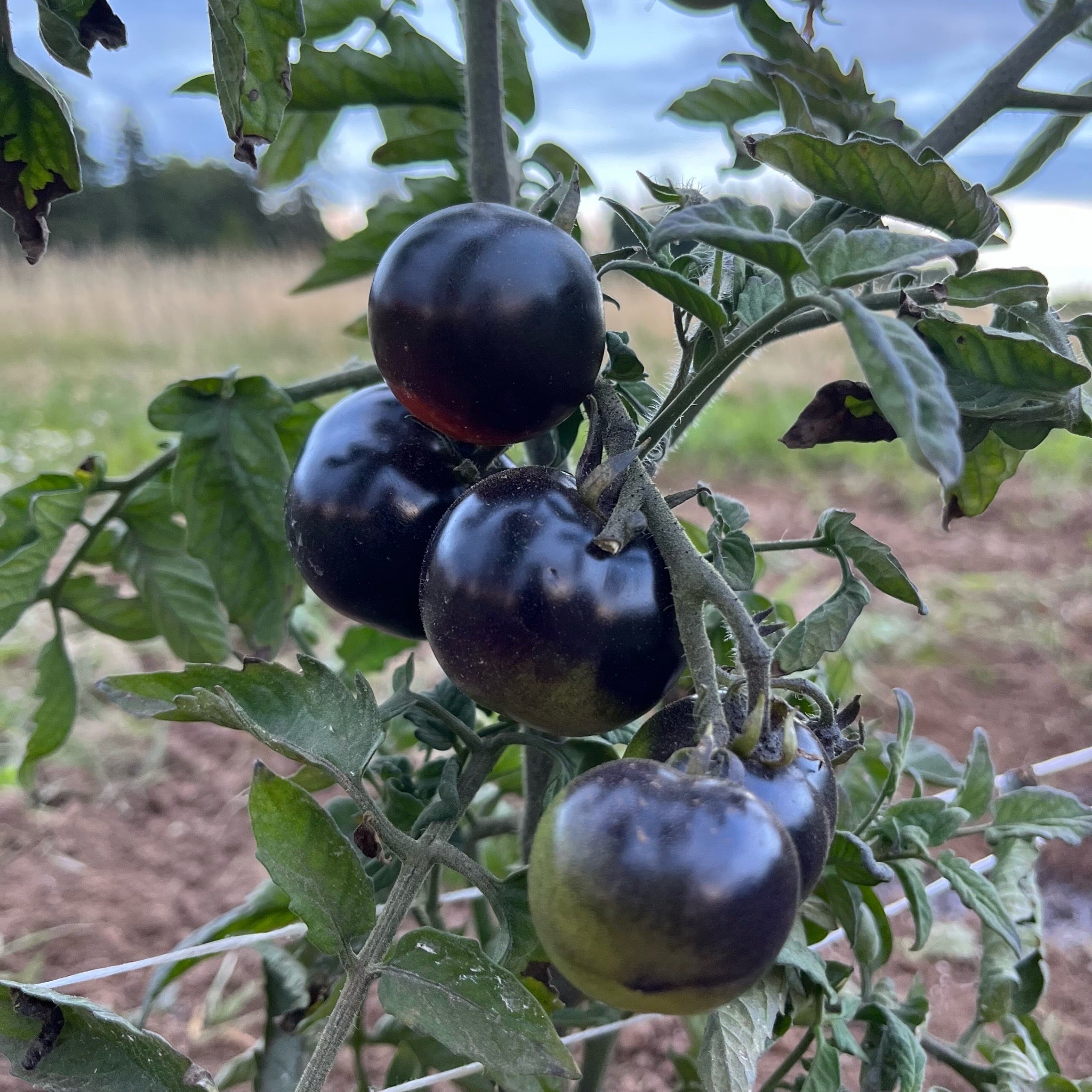 indigo rose tomato seeds Indigo Rose Tomato – Revival Seeds