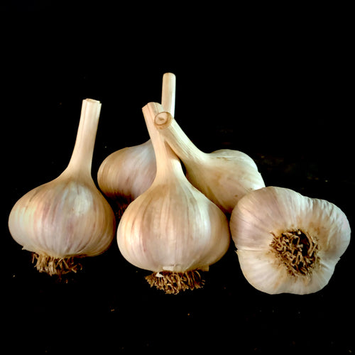 Italian Garlic