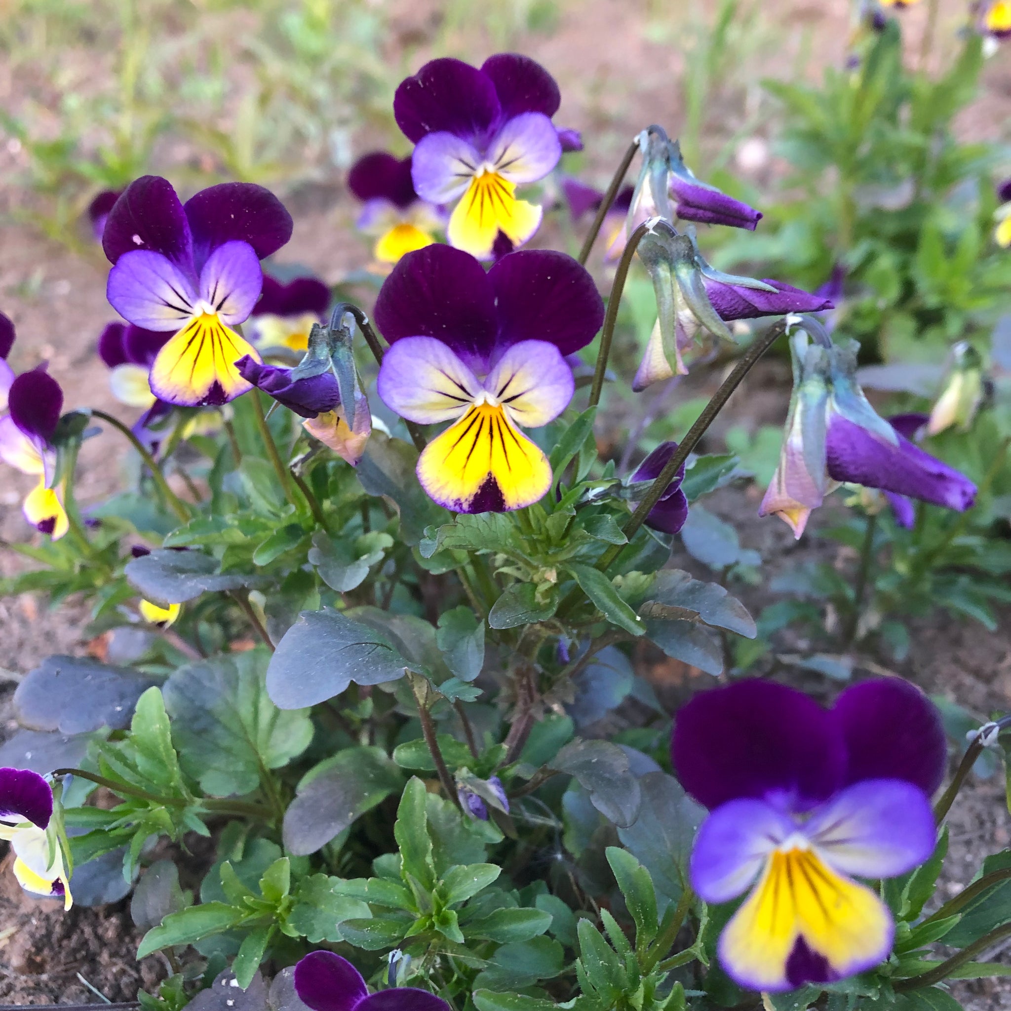johnny jump up seeds planting Viola (Johnny Jump-Ups) – Revival Seeds