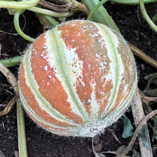 Kajari Melon