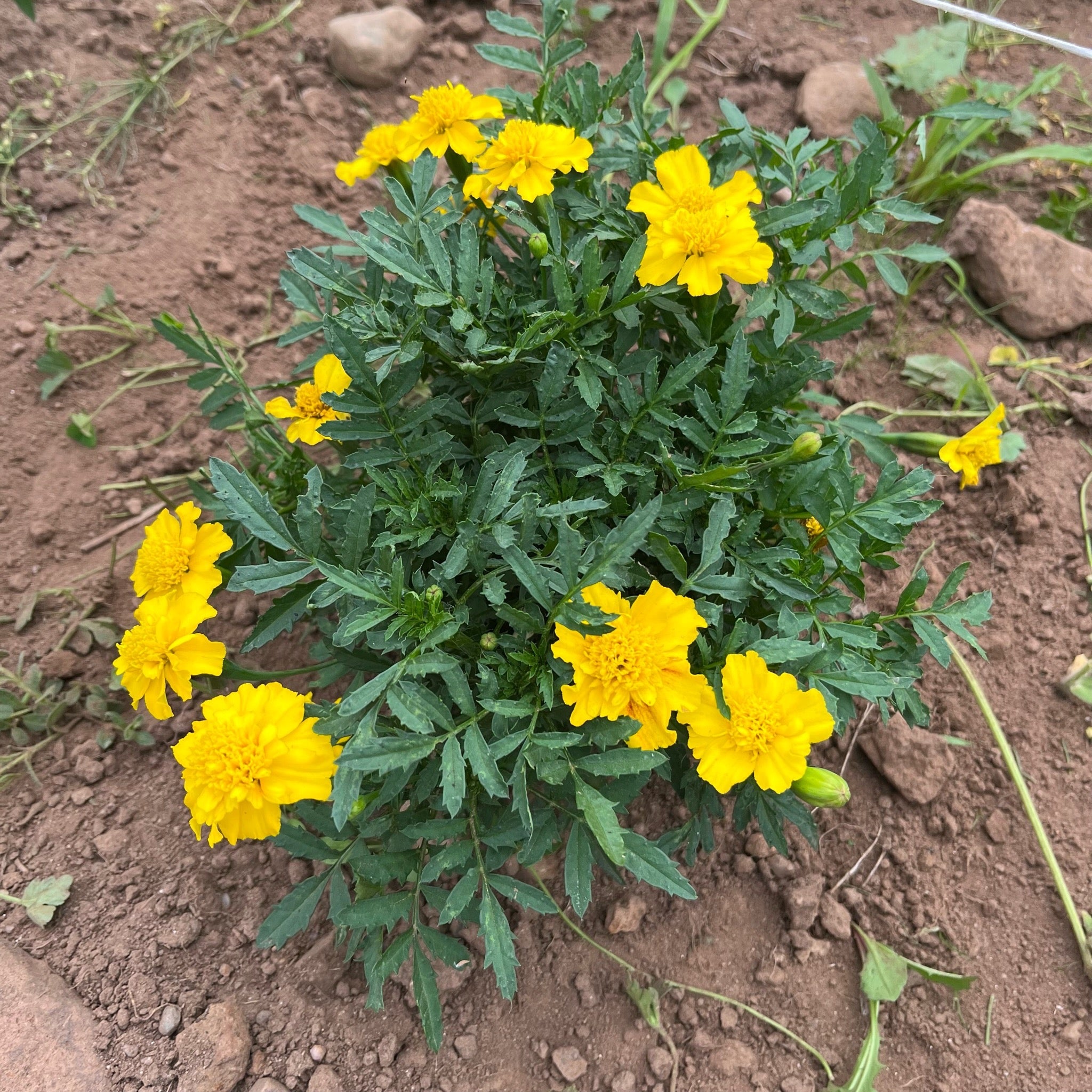 lemon drop marigold seeds Lemon Drop Marigold – Revival Seeds