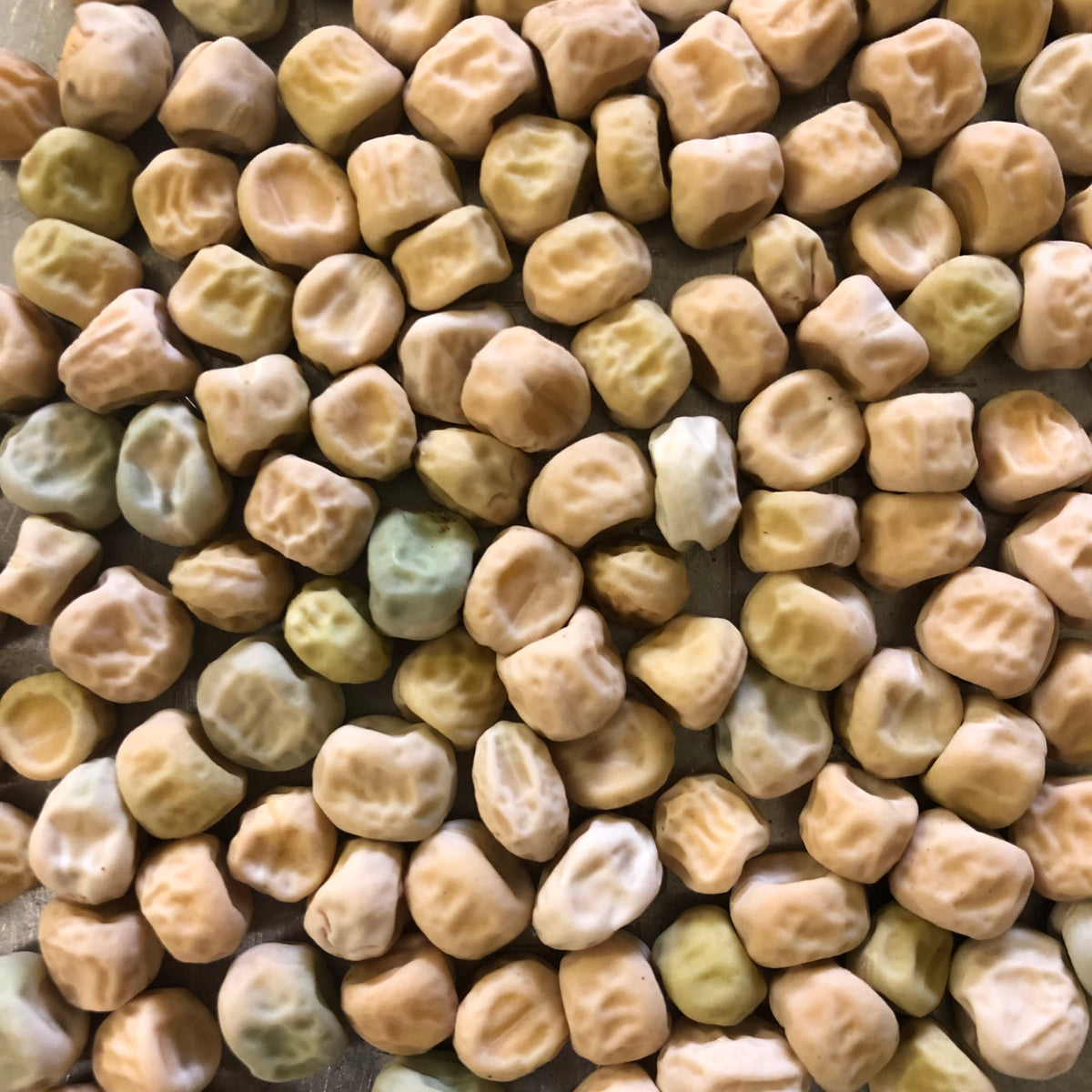 Little Marvel Pea Revival Seeds