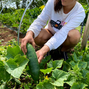 Longfellow Cucumber