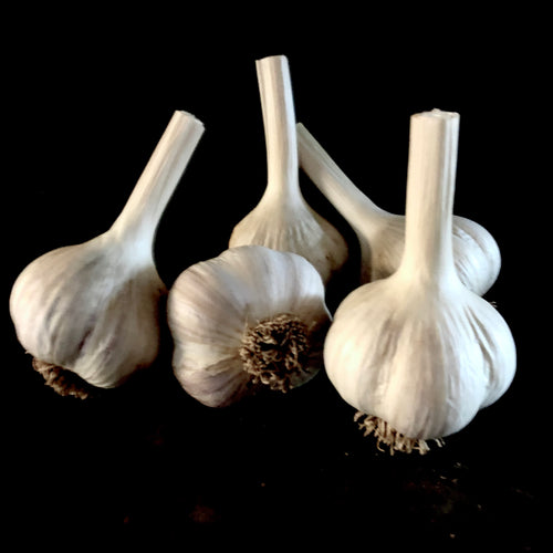 Mennonite (Geisbrecht) Garlic