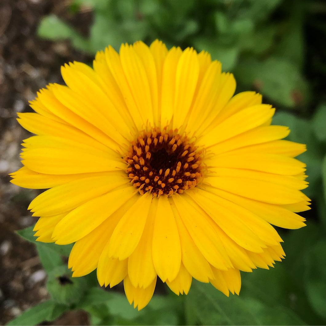 mountain gold calendula