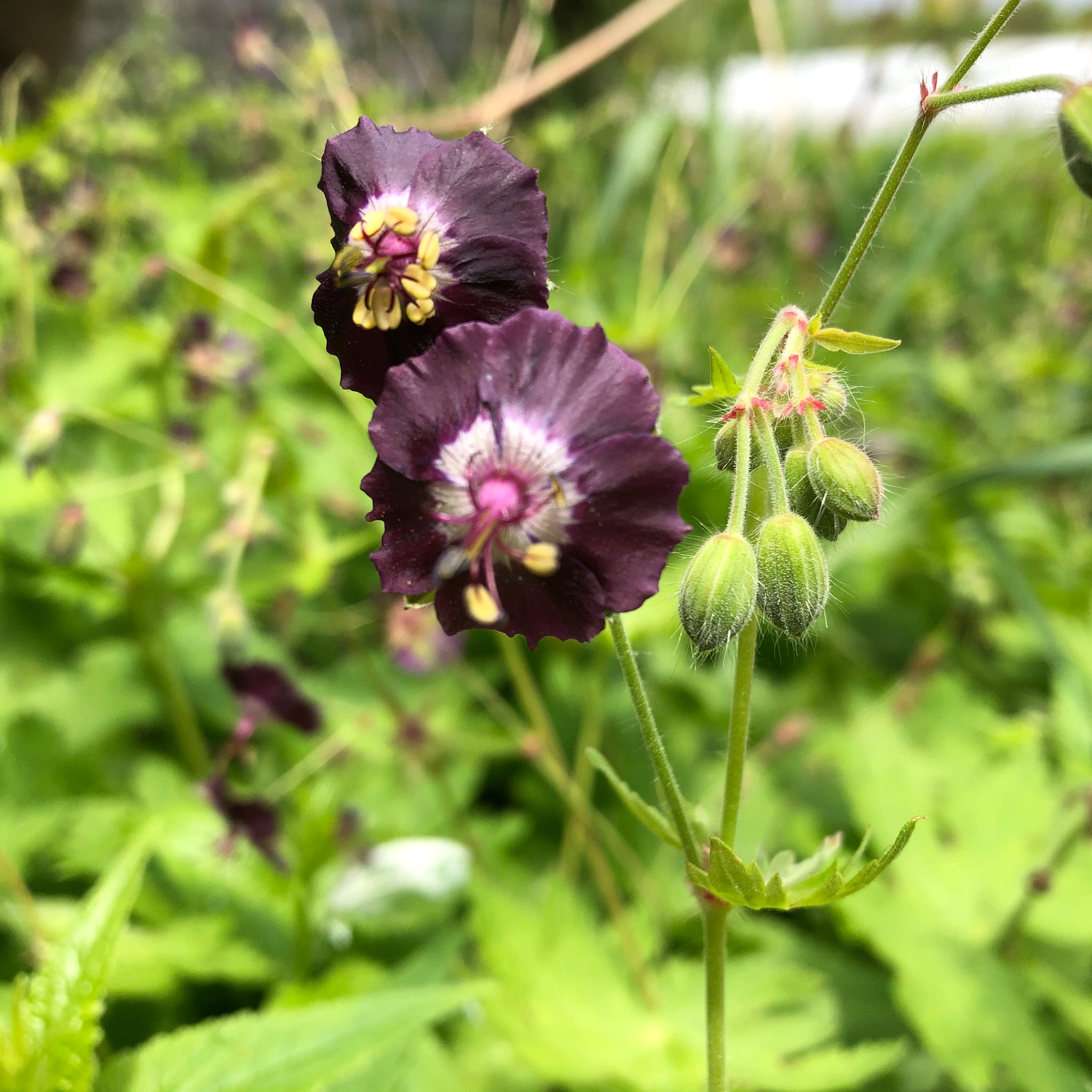 geranium phaeum seeds Mourning Widow (Dusky Crane Flower) – Revival Seeds