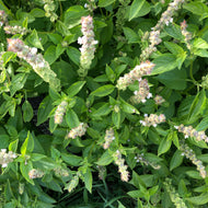 Mrs. Burn's Lemon Basil