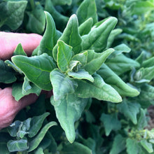 New Zealand Spinach
