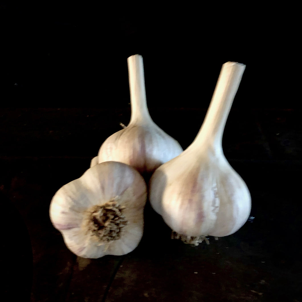 Newfoundland Tall Garlic