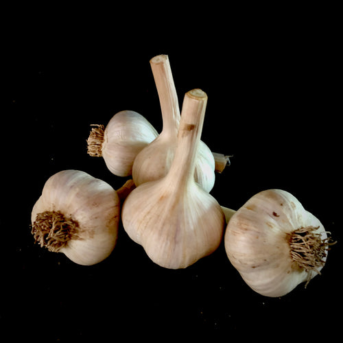 Northern Quebec Garlic