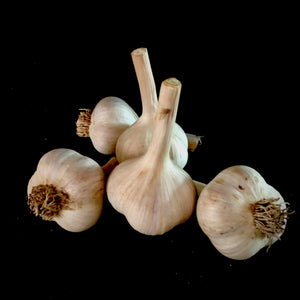 Northern Quebec Garlic