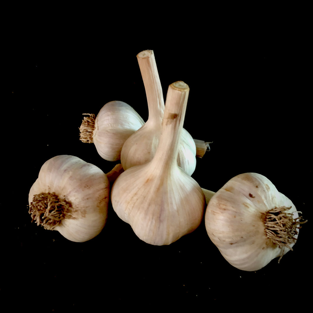 Northern Quebec Garlic