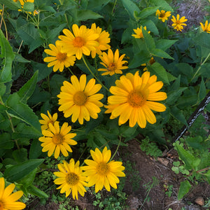 Ox-Eye Sunflower (False Sunflower)
