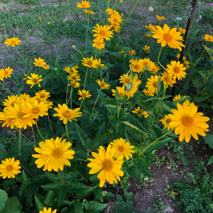 Ox-Eye Sunflower (False Sunflower)