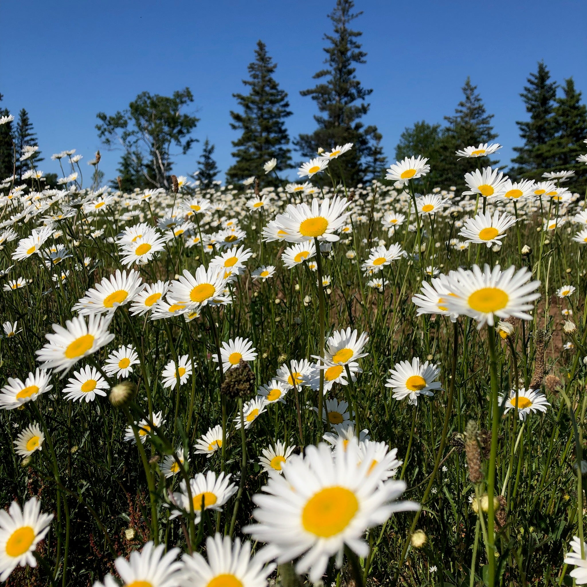 Captivating Oxeye Daisy Seeds Scene Digital Art Captivating Oxeye Daisy Seeds Scene Digital Art