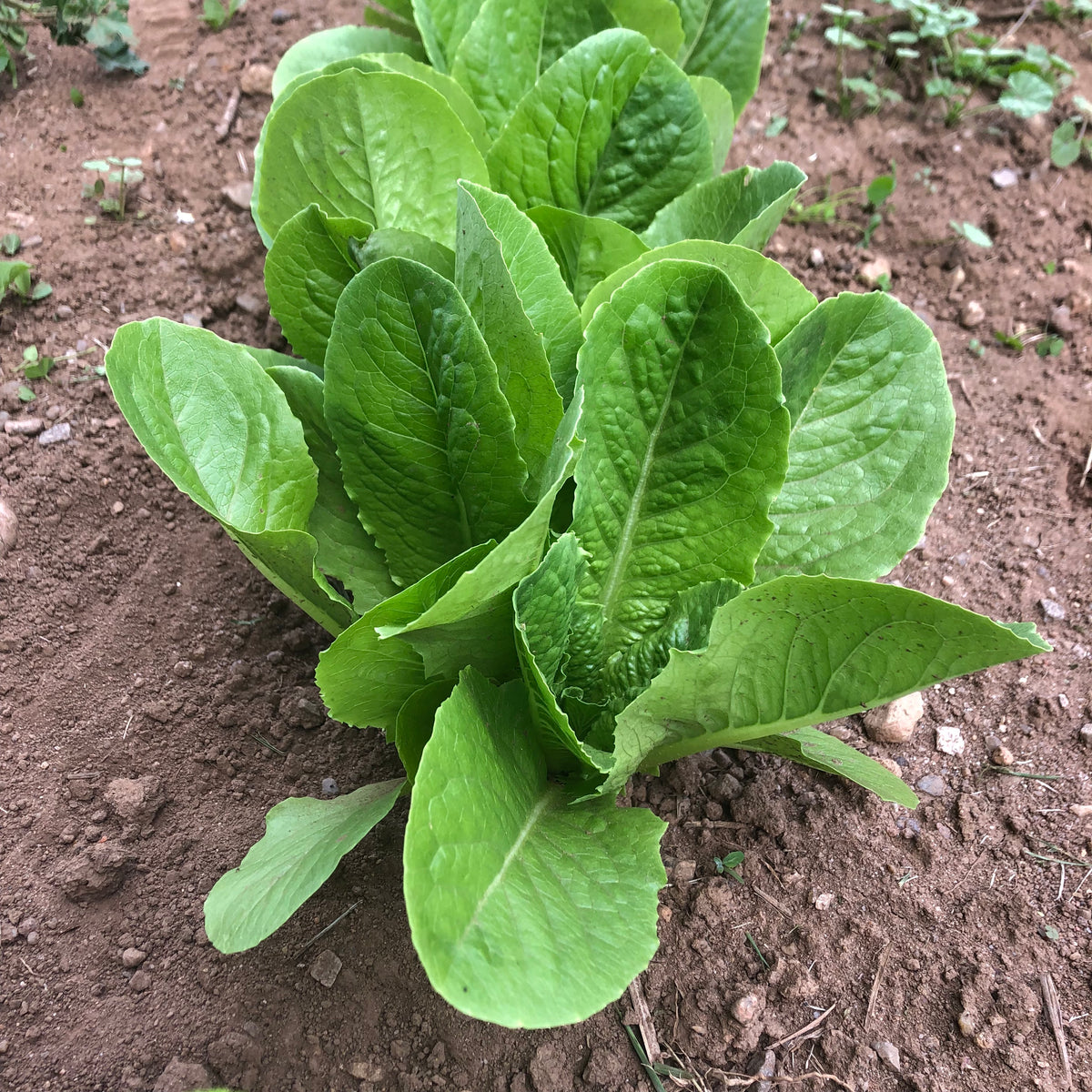 Parris Island Cos Lettuce Revival Seeds