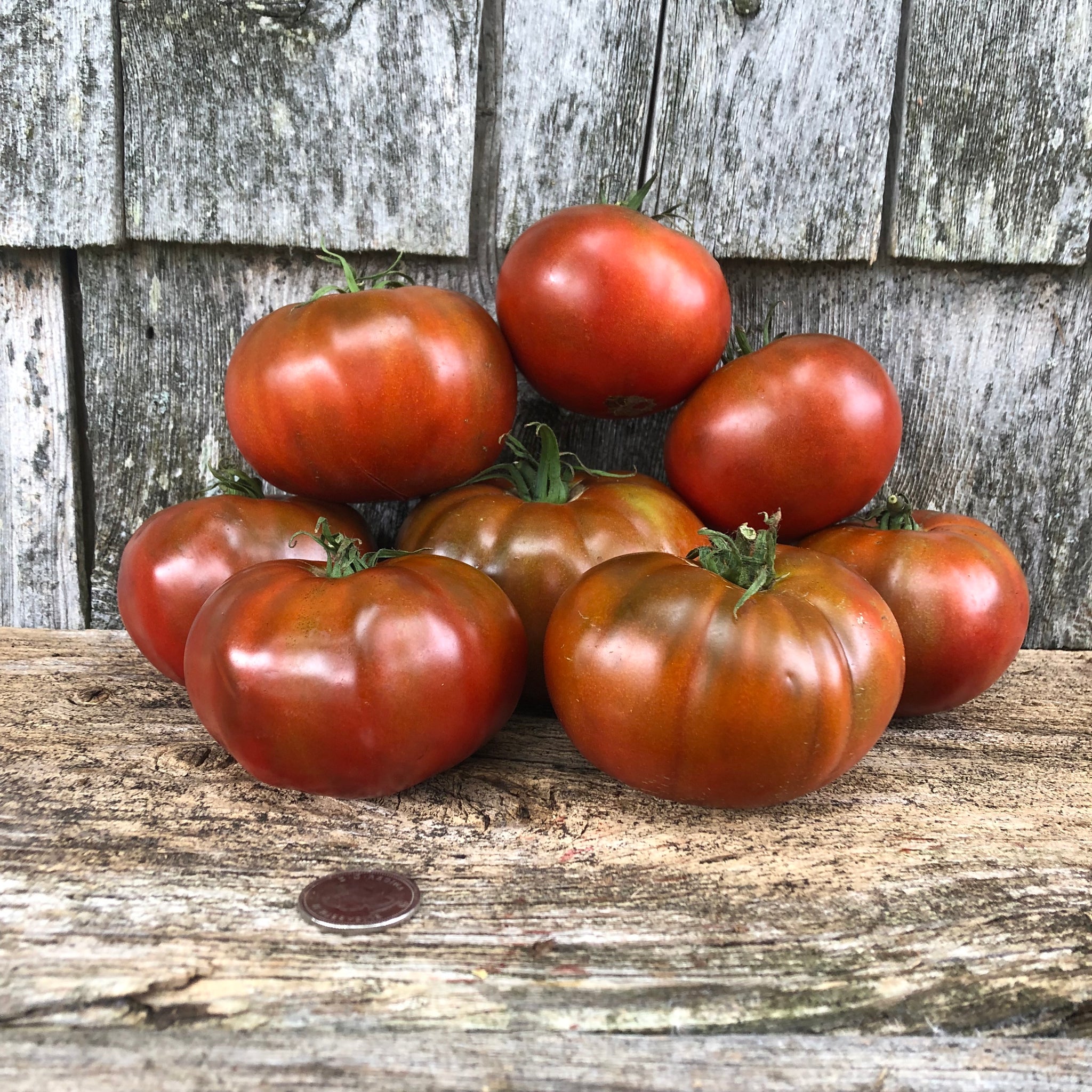 Paul Robeson Tomato Revival Seeds