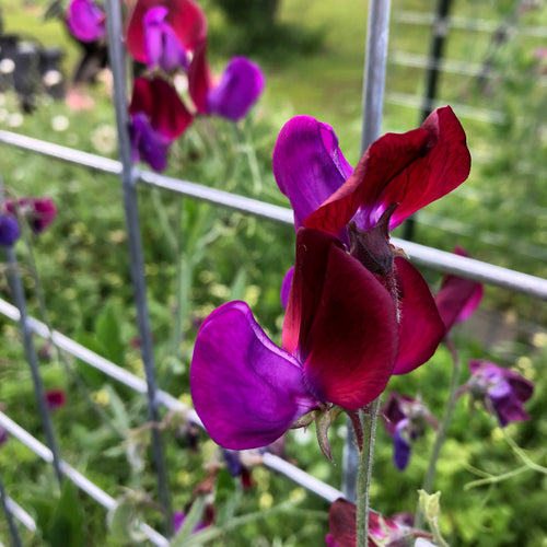 Percy Proudfoot Sweet Pea