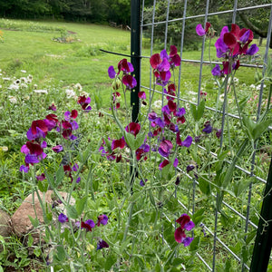 Percy Proudfoot Sweet Pea