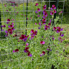 Percy Proudfoot Sweet Pea