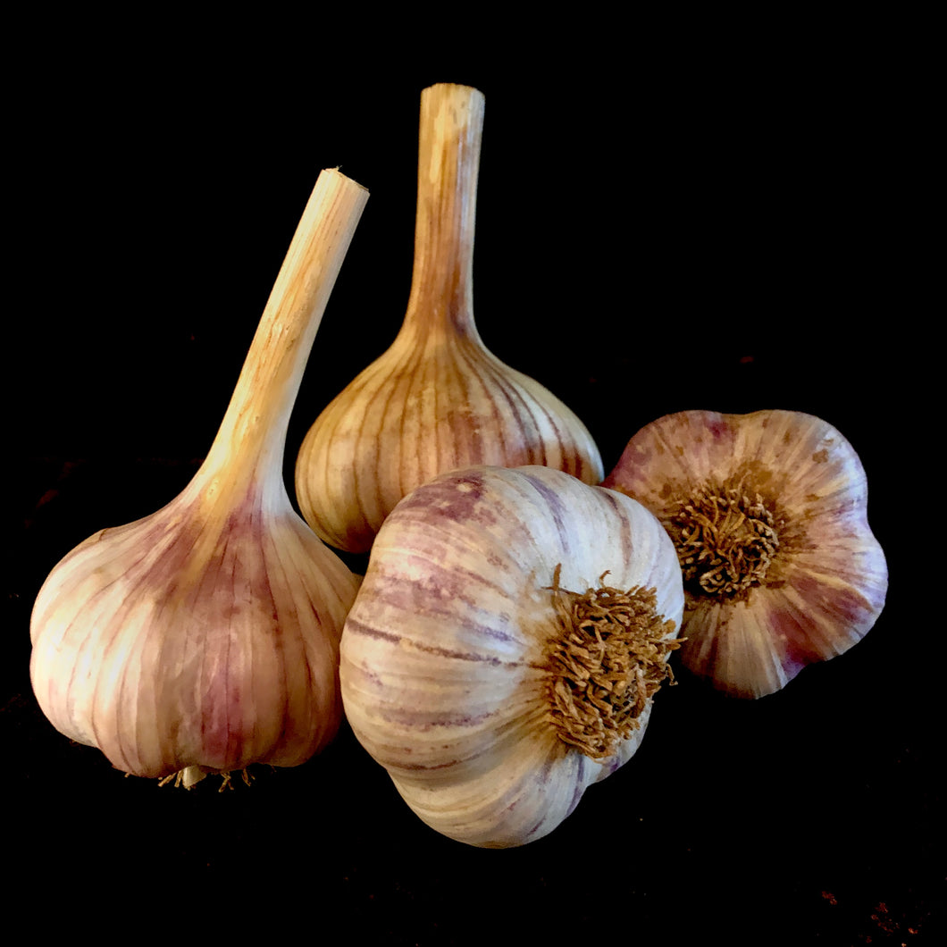 Persian Star Garlic