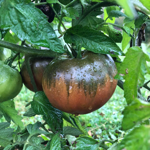 Purple Cherokee Tomato