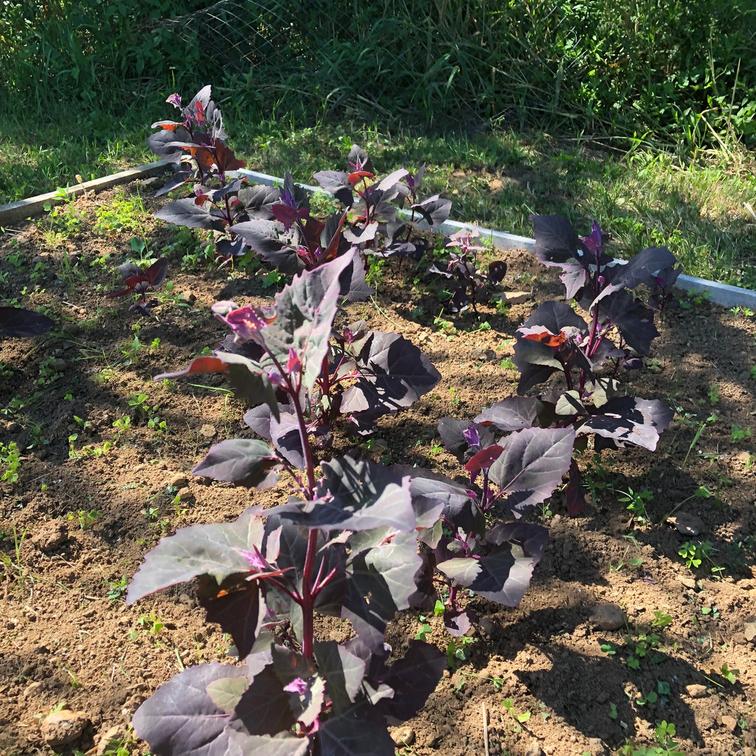 Purple Orach