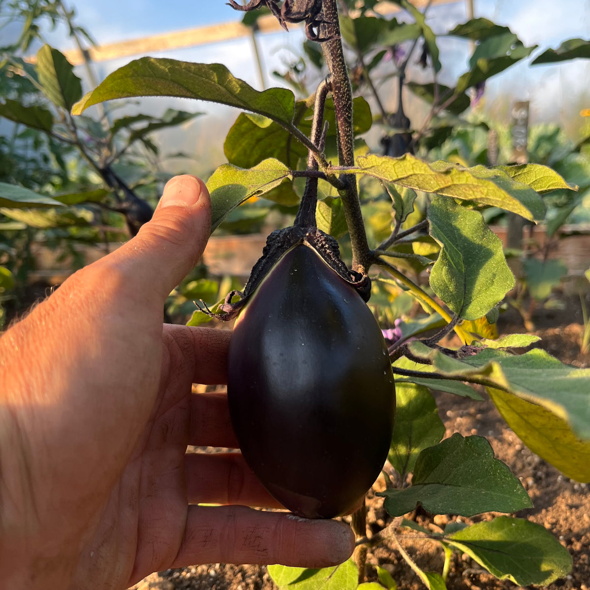 Purple Pickling Eggplant Revival Seeds