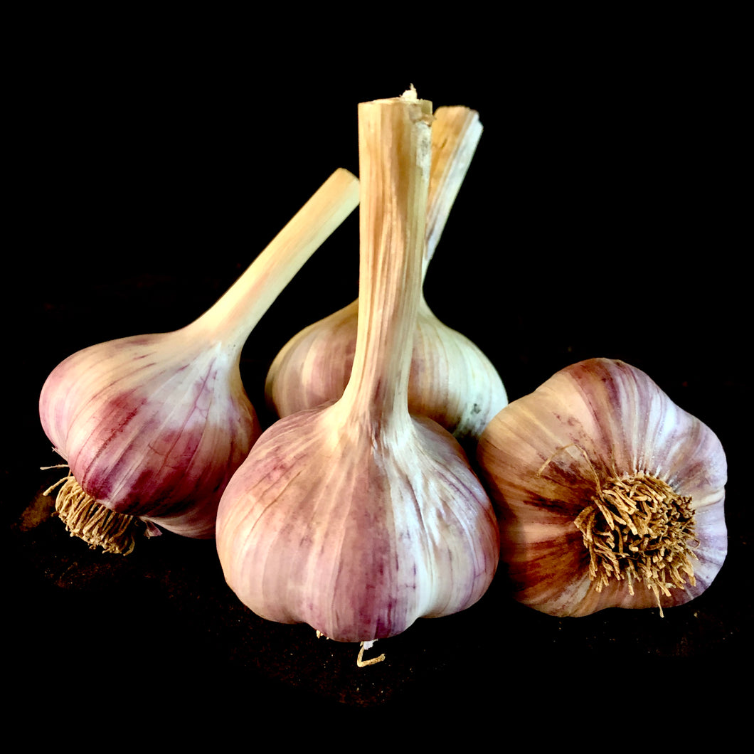 Purple Russian Garlic