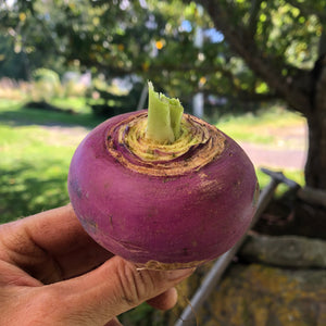 Purple Top White Globe Turnip