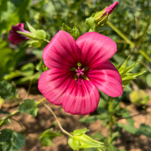Queen Pink Malope Flower