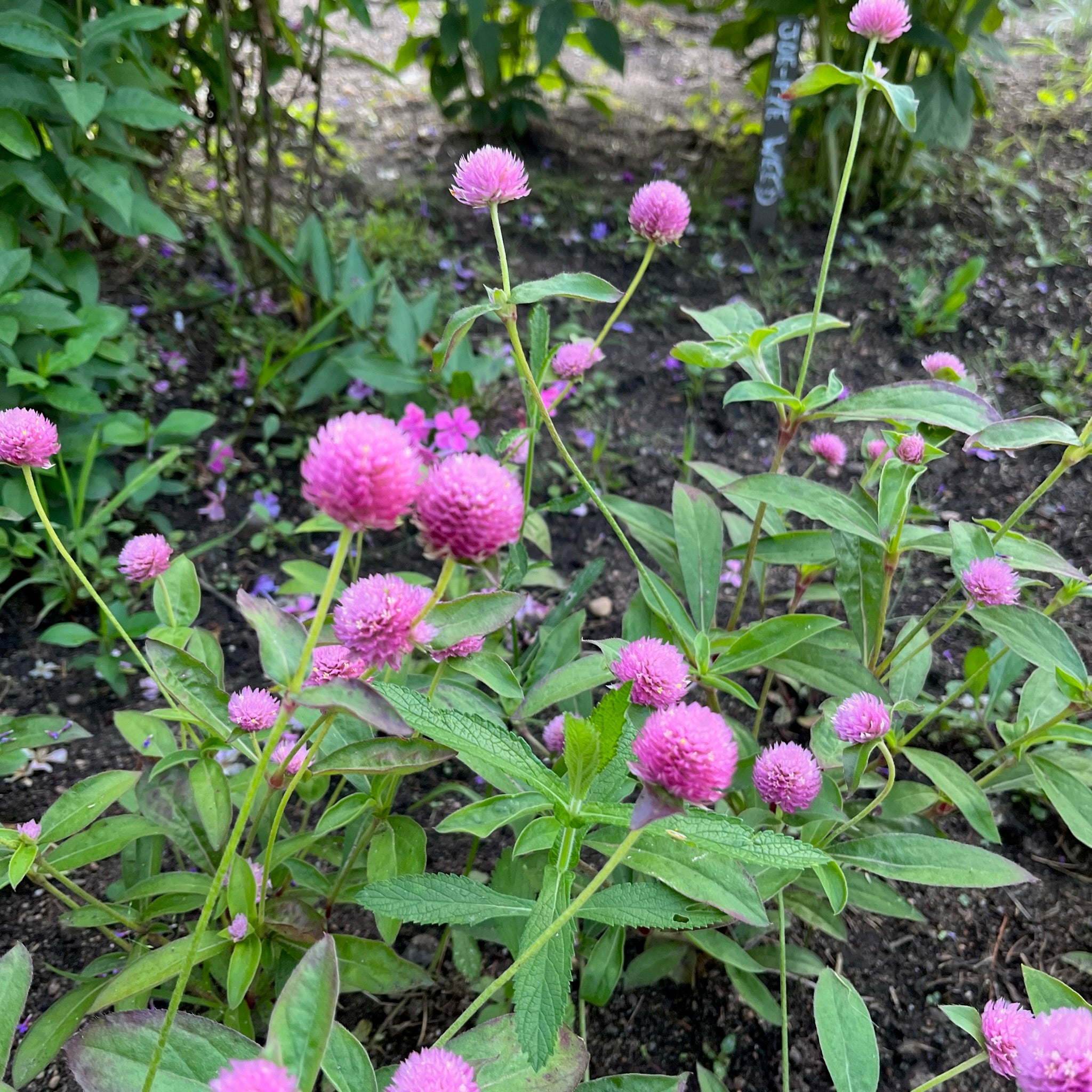 Grona Raspberry Raspberry Gomphrena – Revival Seeds