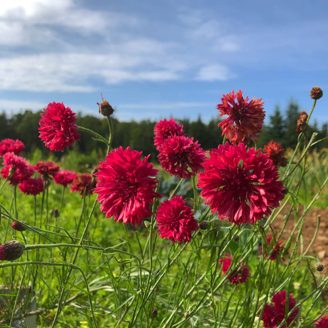 Red Bachelor Button Seeds - Rohrer Seeds Red Bachelor Button Seeds - Rohrer Seeds