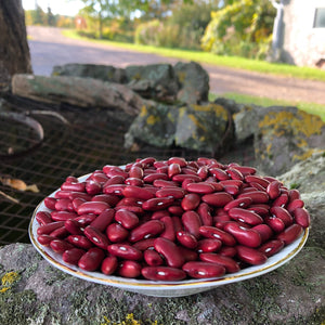 Dark Red Kidney Bean – Revival Seeds