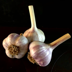 Red Russian Garlic