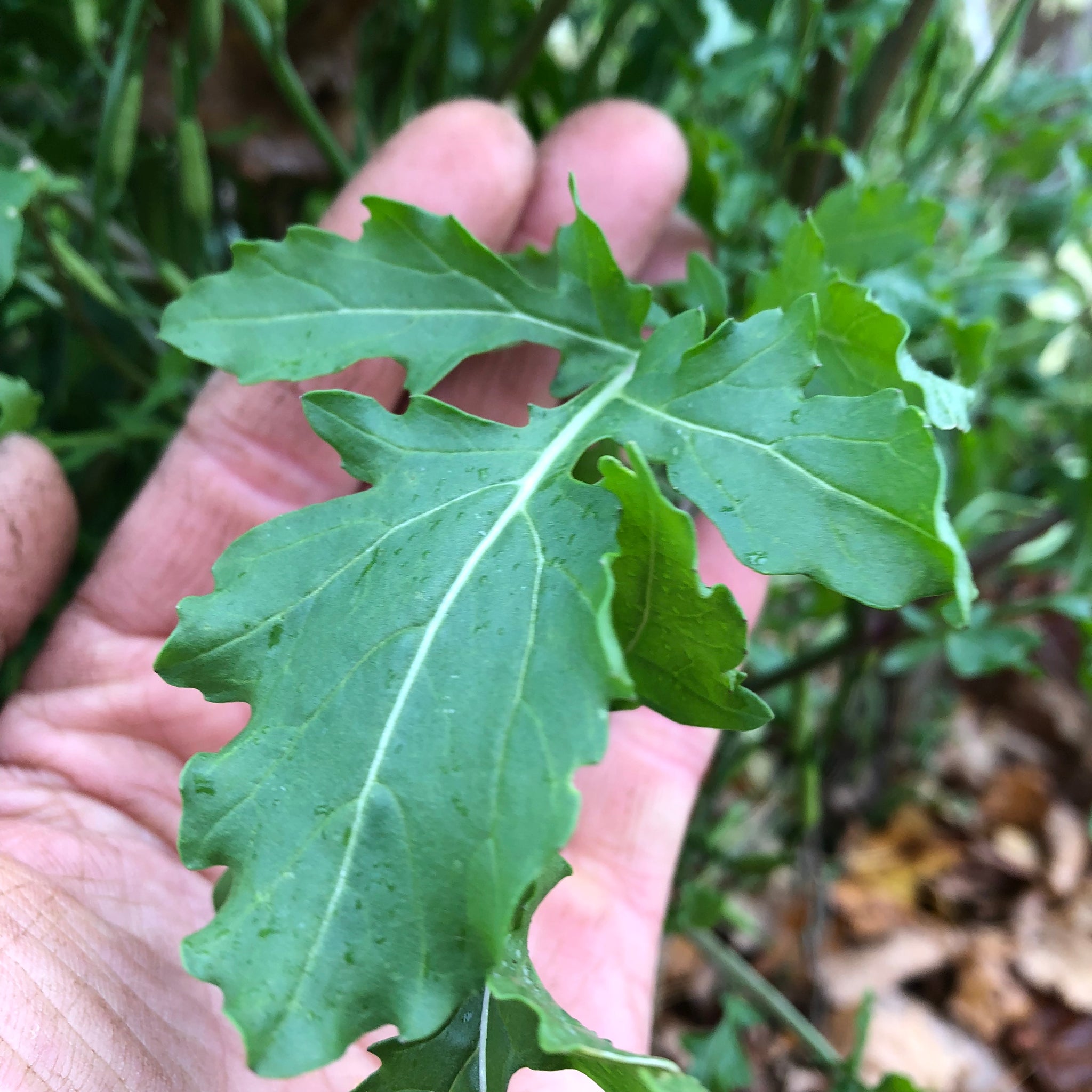 Rocket Arugula (Roquette) – Revival Seeds