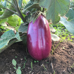 Rosita Eggplant
