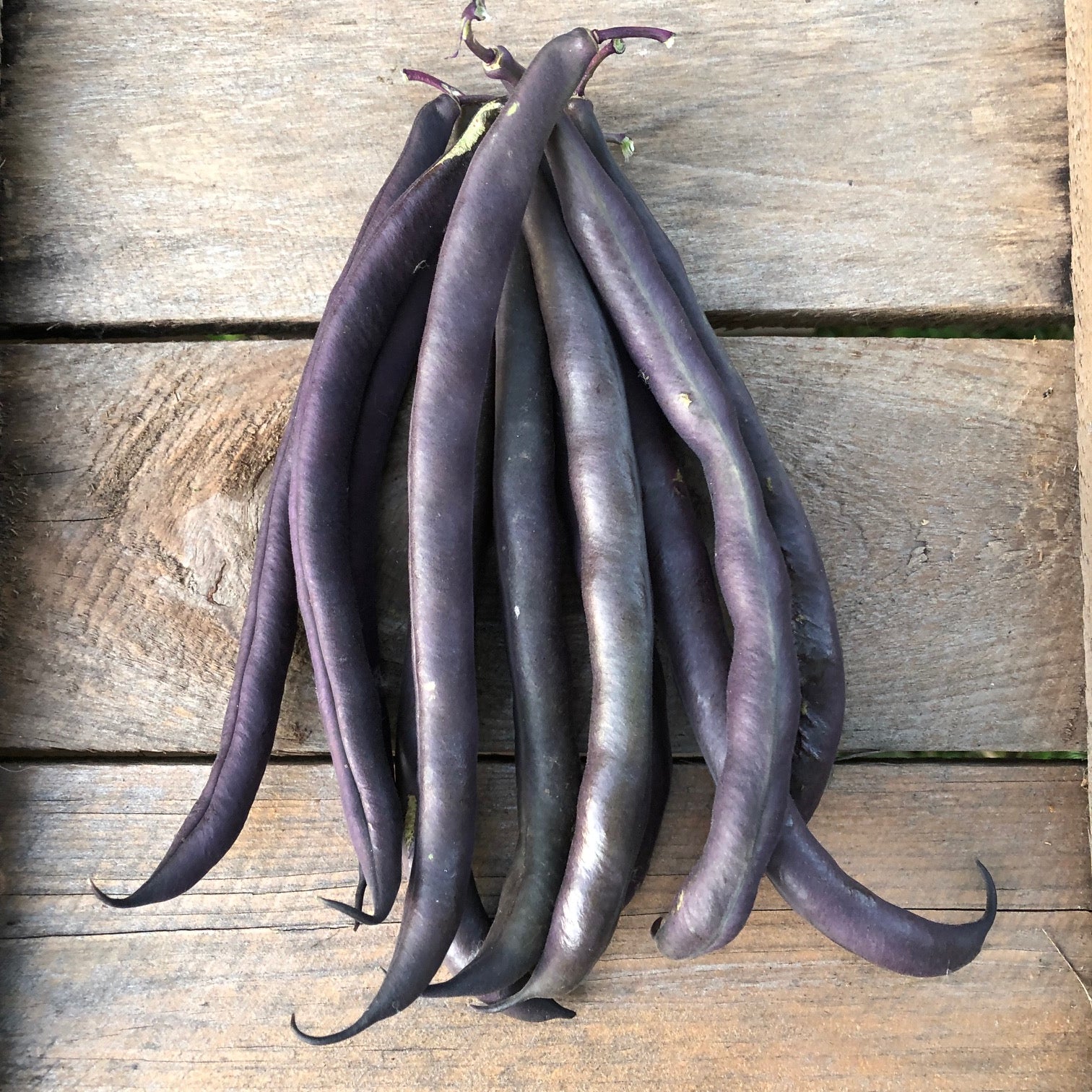 Royal Burgundy Bush Bean – Revival Seeds