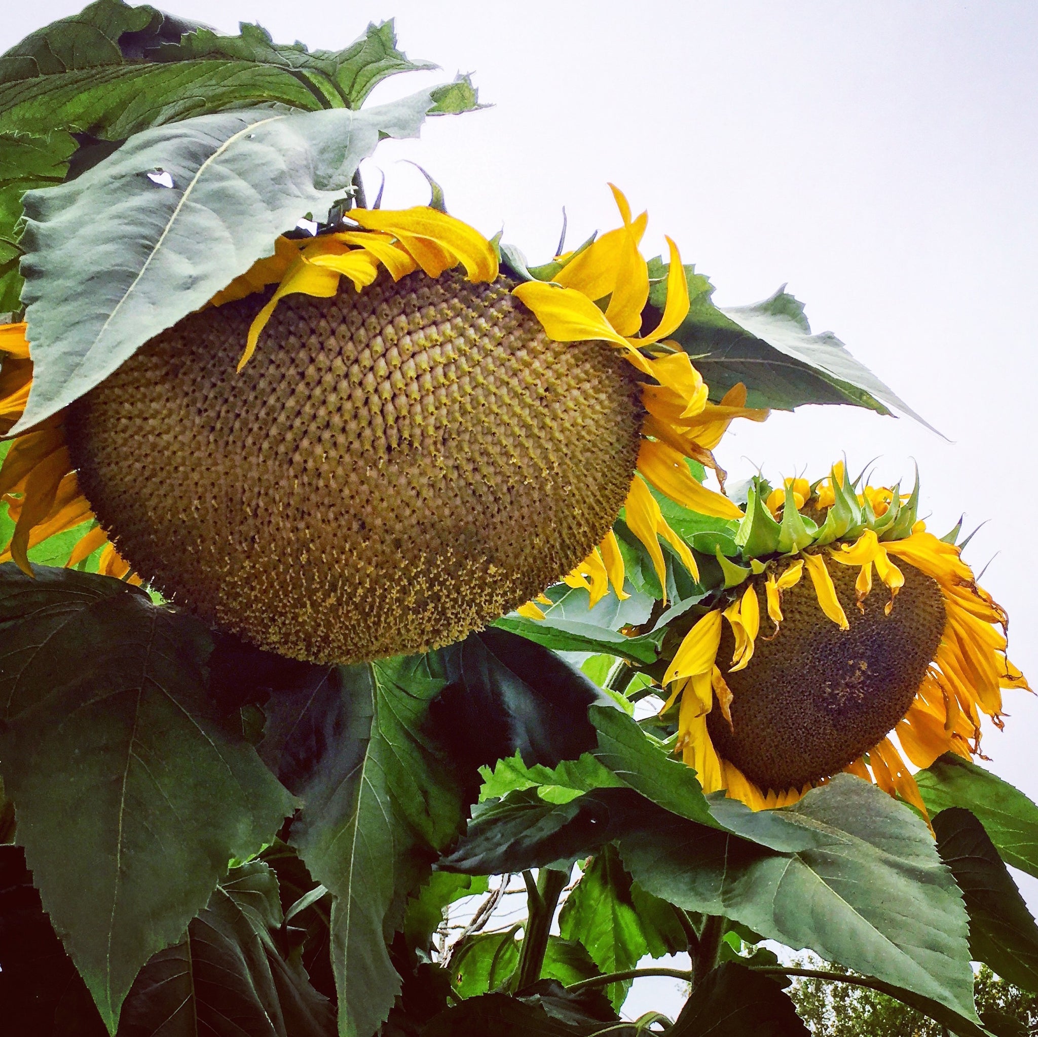 Mammoth Sunflower Revival Seeds
