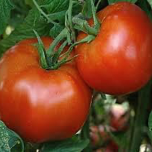 Rutger's Original Tomato