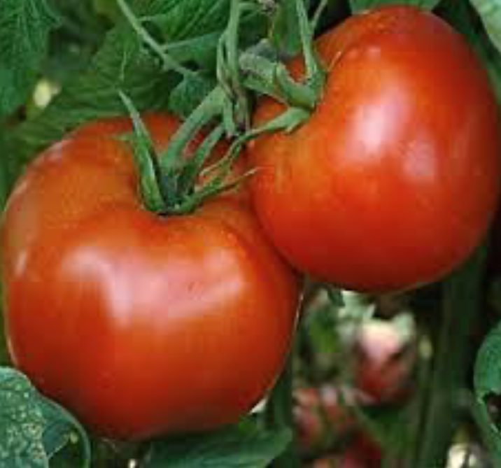 Rutger's Original Tomato