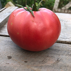 Sam Hiebert Mennonite Tomato