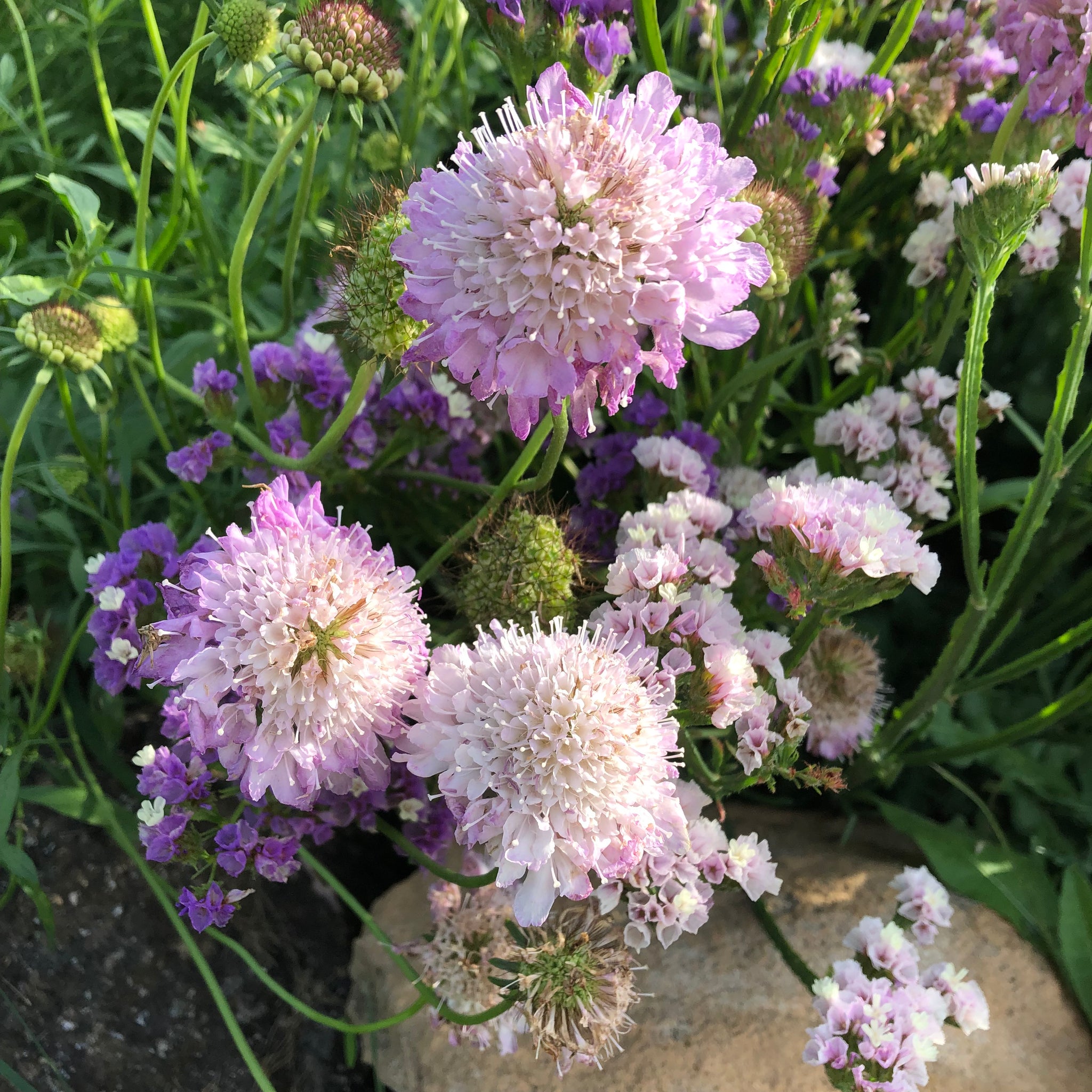 Buy pincushion flower or scabious Scabiosa 'Pink Mist